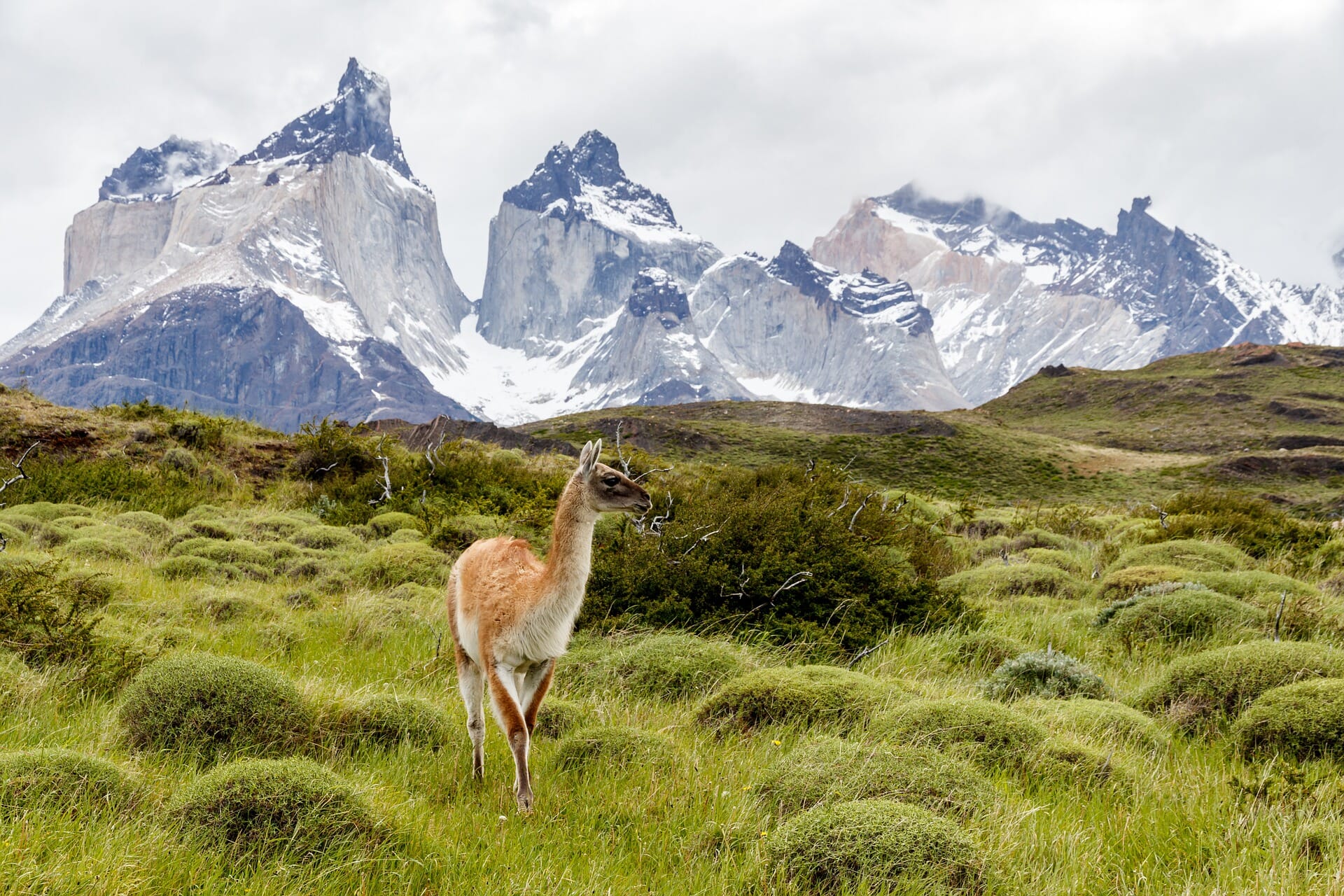 Circuito Torres del Paine (Chile) (2020) | El Viajero de Holafly